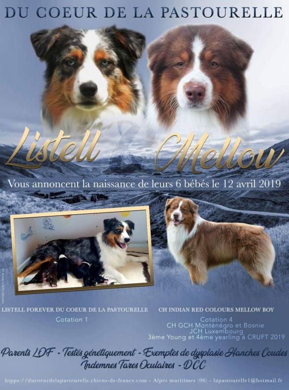 Du Coeur De La Pastourelle - 12 AVRIL 2019. NOS 6 BBS DE PAQUES SONT NES : LISTELL X MELLOW BOY