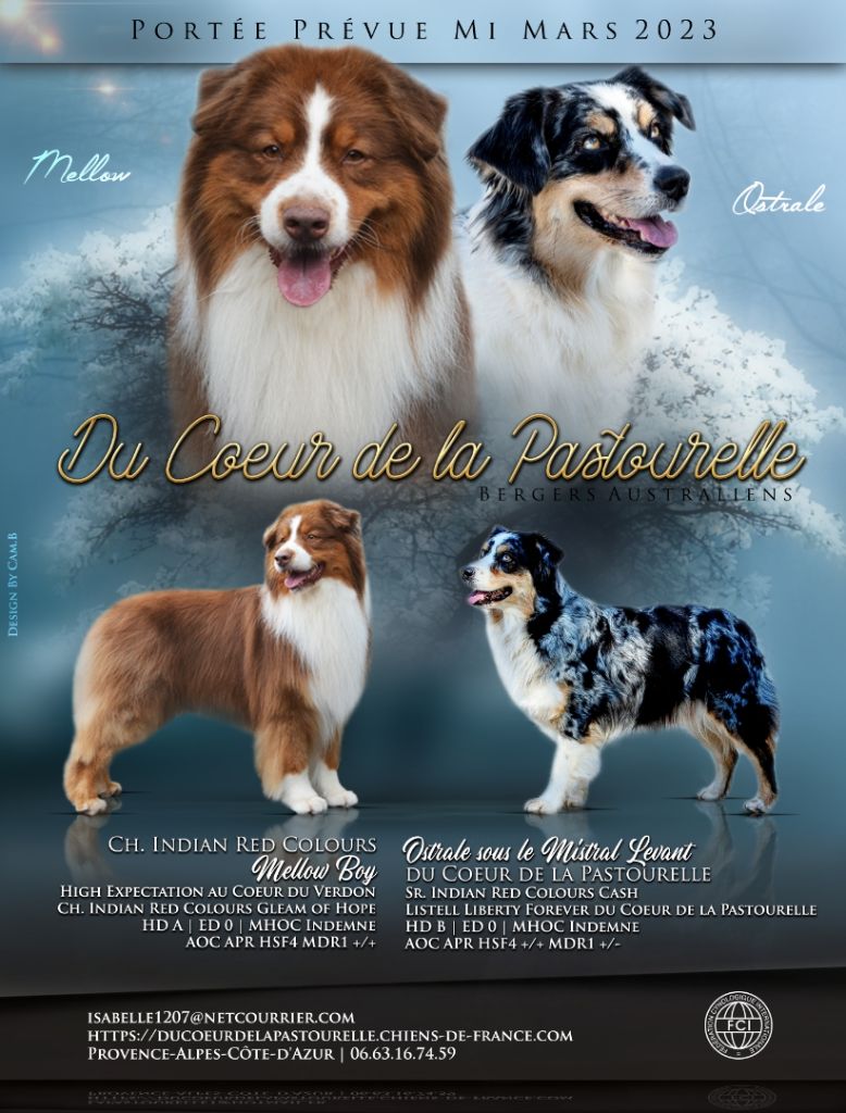 Du Coeur De La Pastourelle - Arrivée  imminente de nos Bb-chiots. OSTRALE  avec  MELLOW 